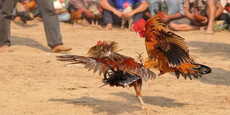 Đá gà cựa dao LUK88 đỉnh cao đến bất ngờ