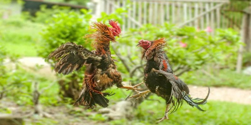 đá gà cựa dao LUK88