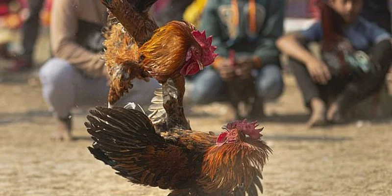 Tận hưởng những tính năng đá gà siêu hay tại 69vn
