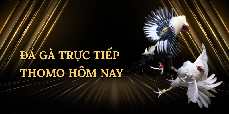 da-ga-truc-tiep-thomo-hom-nay-1