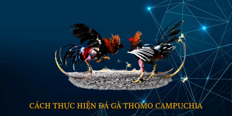 Cách Thực Hiện Đá Gà Thomo Campuchia