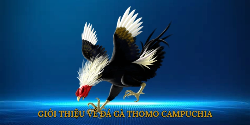 Giới thiệu về Đá Gà Thomo Campuchia