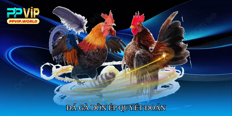 Đá gà dồn ép quyết đoán